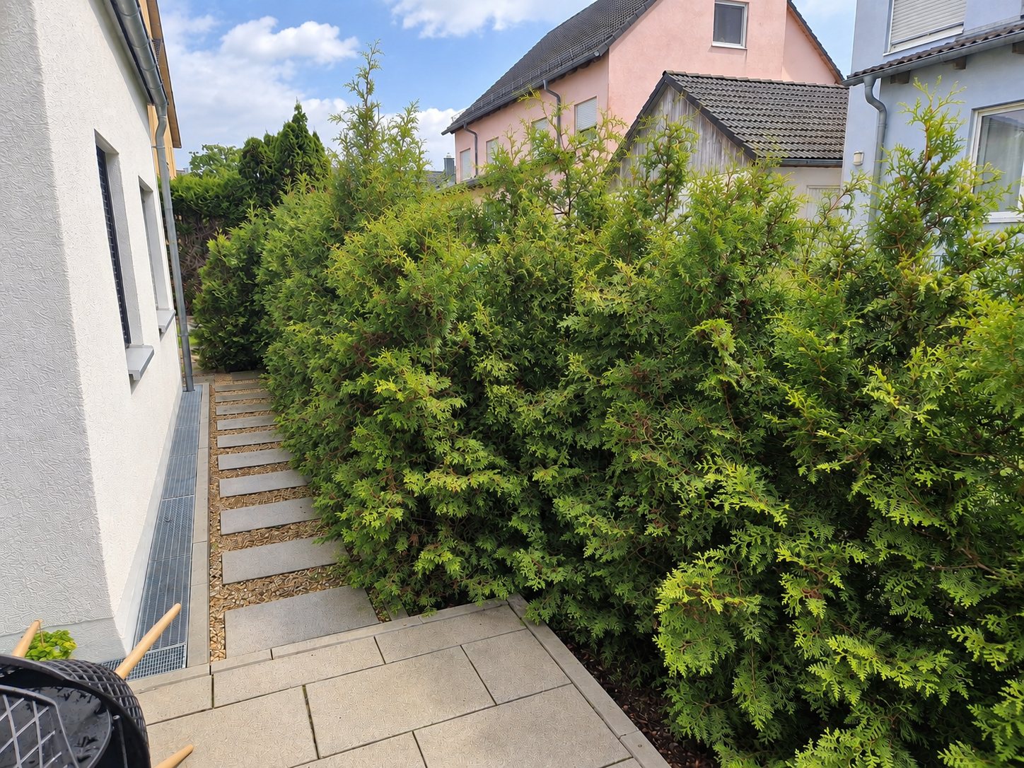Vor dem Schnitt: die Thujahecke wächst über den Plattenweg und verdeckt den Zugang