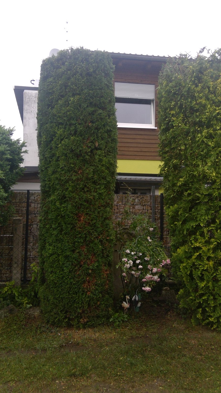 Hoch gewachsene Thuja-Säule an einem Wohnhaus vor dem Rückschnitt