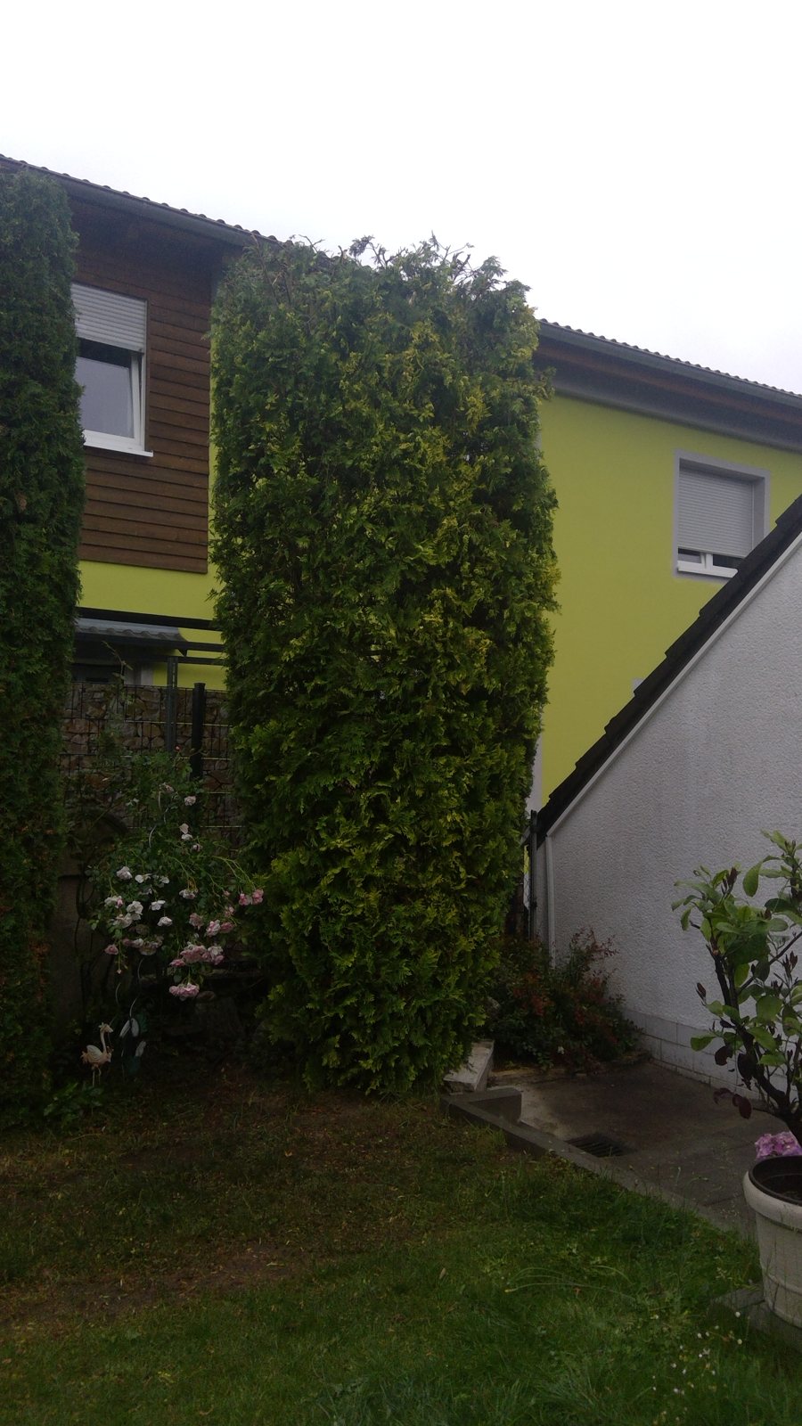 Thuja-Säule vor dem Rückschnitt, Blick auf Wohnhaus und Gabionenwand