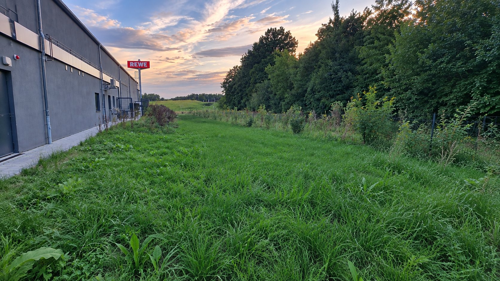 Vor dem Mähen: hoher, überständiger Grasbestand entlang der Gebäudewand